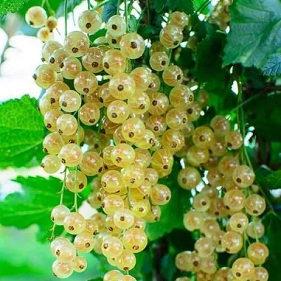 Смородина белая БАЯНА Смородина белая БАЯНА