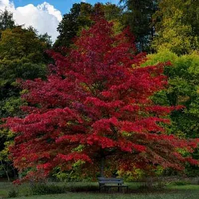 Дуб болотный  Дуб болотный в Ставрополе