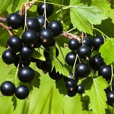 Смородина чёрная БЕЛОРУССКАЯ СЛАДКАЯ  Смородина чёрная БЕЛОРУССКАЯ СЛАДКАЯ в Ставрополе