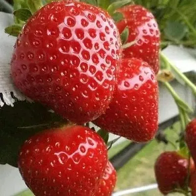 Клубника АРГЕНТЕРА  Клубника АРГЕНТЕРА в Ставрополе