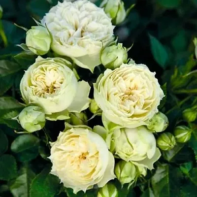 Саженцы роз БЛАНШЕТТ спрей  Саженцы роз БЛАНШЕТТ спрей в Ставрополе