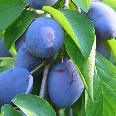 Слива ПЕРДРИГОН  Слива ПЕРДРИГОН в Ставрополе