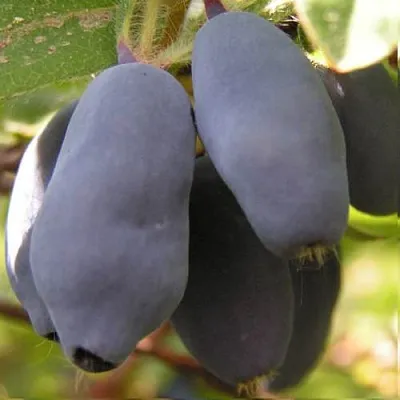 Жимолость съедобная КРУПНОПЛОДНАЯ  Жимолость съедобная КРУПНОПЛОДНАЯ в Ставрополе