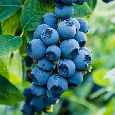 Голубика БОНИФАЦИЙ  Голубика БОНИФАЦИЙ в Ставрополе