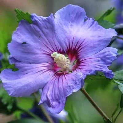 Гибискус МАРИНА сирийский  Гибискус МАРИНА сирийский в Ставрополе