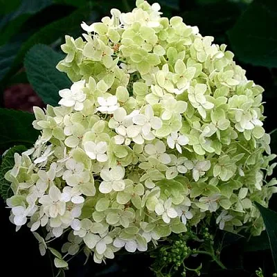 Гортензия СТЕРИЛИС древовидная  в Ставрополе