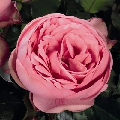 Саженцы роз ХЭППИ ПИАНО чайно-гибридная  Саженцы роз ХЭППИ ПИАНО чайно-гибридная в Ставрополе