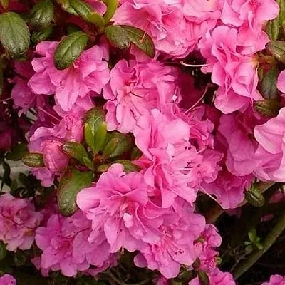 Азалия ПЕТТИКОУТ японская  Азалия ПЕТТИКОУТ японская в Ставрополе