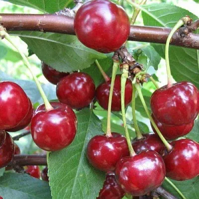 Вишня ТУРГЕНЕВКА в Ставрополе