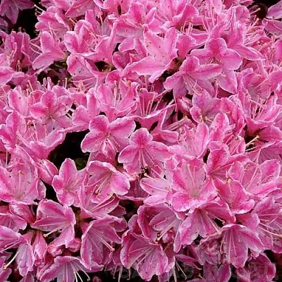 Азалия КЕРМЕСИНА РОУЗ японская  Азалия КЕРМЕСИНА РОУЗ японская в Ставрополе