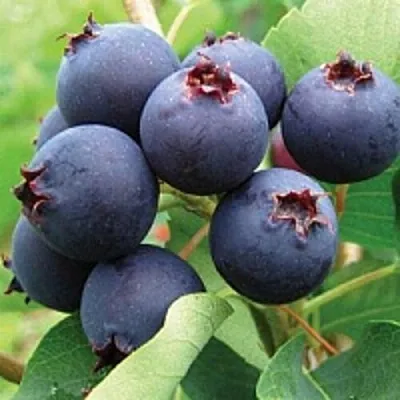 Ирга в Ставрополе