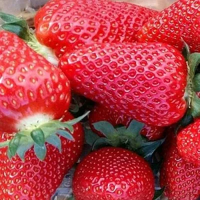 Клубника АМИ  Клубника АМИ в Ставрополе