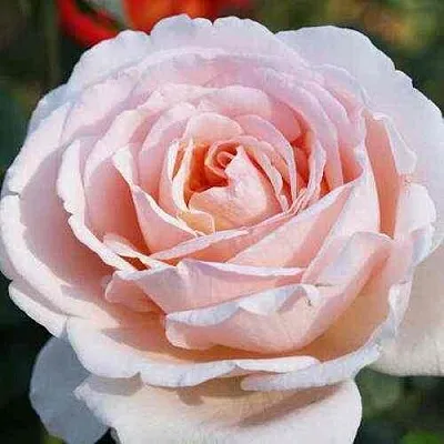 Саженцы роз АНДРЕ ЛЕ НОТР чайно-гибридная  Саженцы роз АНДРЕ ЛЕ НОТР чайно-гибридная в Ставрополе