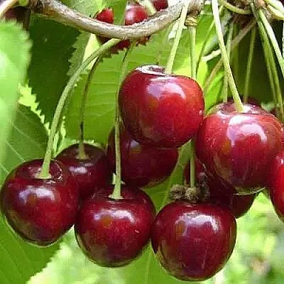 Вишня ХАРИТОНОВСКАЯ в Ставрополе