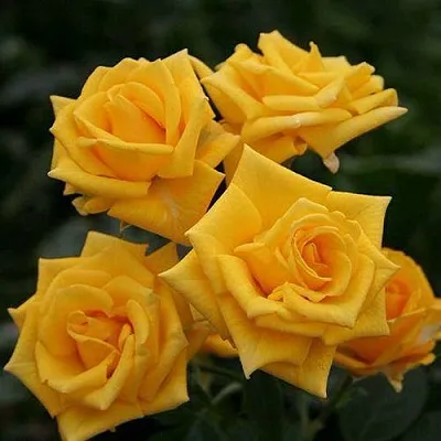 Саженцы роз ШАНИ спрей  Саженцы роз ШАНИ спрей в Ставрополе