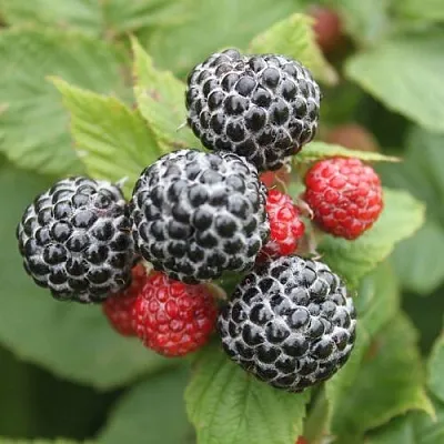 Черная в Ставрополе