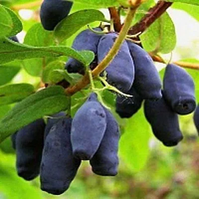 Жимолость съедобная МОСКОВСКАЯ  Жимолость съедобная МОСКОВСКАЯ в Ставрополе
