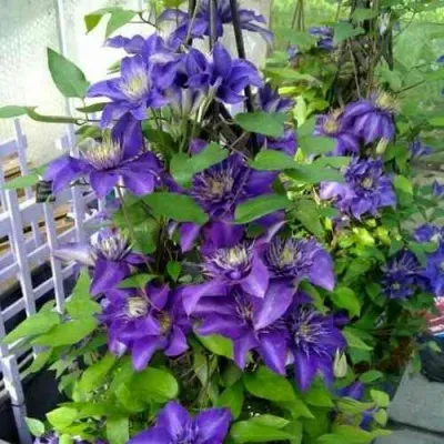 Клематис МУЛЬТИ БЛЮ — описание сорта Клематис МУЛЬТИ БЛЮ в Ставрополе