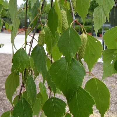 Береза ФАСЦИНЕЙШЕН белая   Береза ФАСЦИНЕЙШЕН белая  в Ставрополе