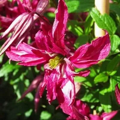 Клематис РОЗАЛИН в Ставрополе