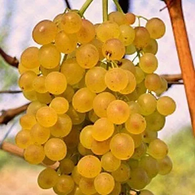 Виноград КИШМИШ КОКТЕЙЛЬ  Виноград КИШМИШ КОКТЕЙЛЬ в Ставрополе