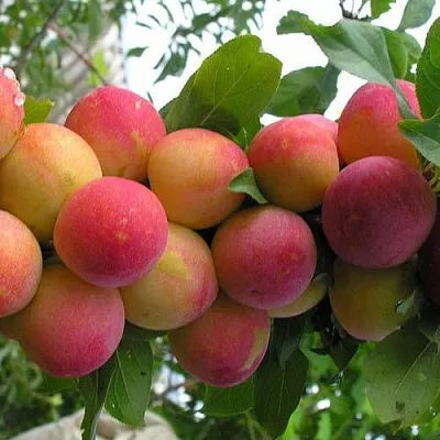 Слива СКОРОПЛОДНАЯ  Слива СКОРОПЛОДНАЯ в Ставрополе