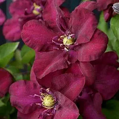 Клематис ЯН III СОБЕСКИ в Ставрополе