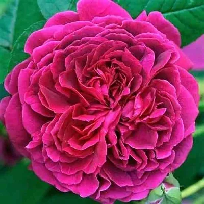 Саженцы роз ВИЛЬЯМ ШЕКСПИР английская  Саженцы роз ВИЛЬЯМ ШЕКСПИР английская в Ставрополе