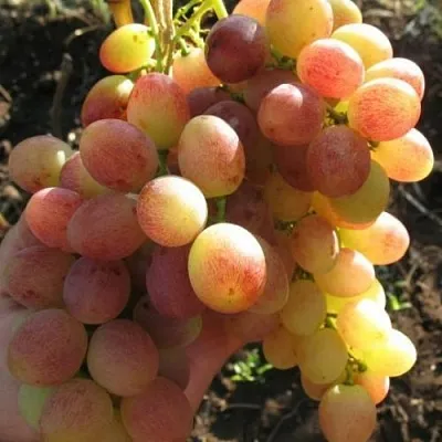 Виноград ТАСОН в Ставрополе