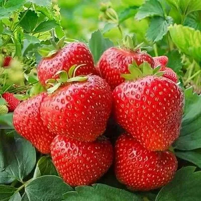 Клубника КИМБЕРЛИ  Клубника КИМБЕРЛИ в Ставрополе