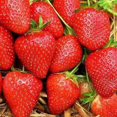 Клубника КВИКИ  Клубника КВИКИ в Ставрополе