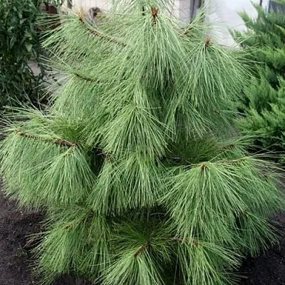 Сосна желтая   Сосна желтая  в Ставрополе