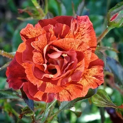 Саженцы роз САММЕР ЛОДЖ шраб  Саженцы роз САММЕР ЛОДЖ шраб в Ставрополе