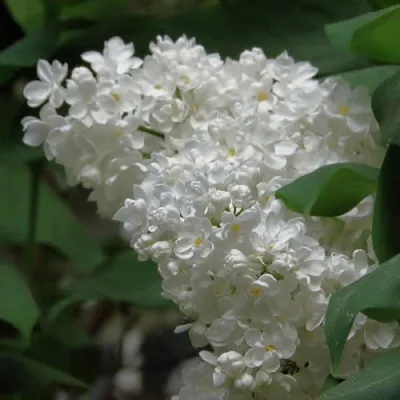 Сирень РУССКИЙ СЕВЕР в Ставрополе