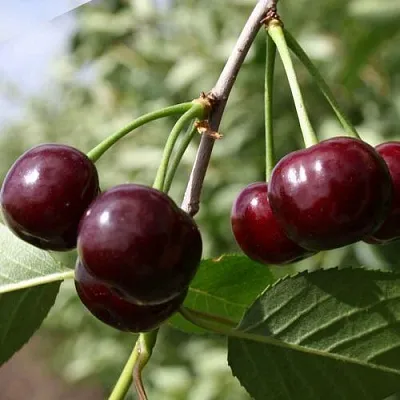 Вишня ЖАДАНА в Ставрополе