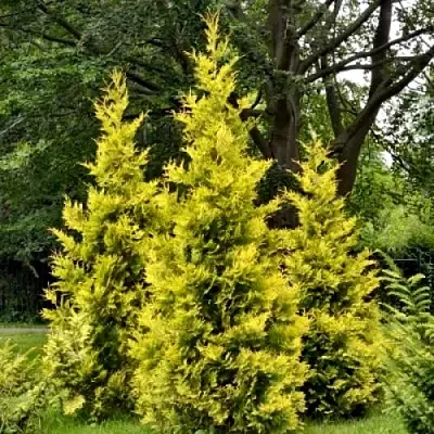 Туя ГОЛДЕН БРАБАНТ западная  Туя ГОЛДЕН БРАБАНТ западная в Ставрополе