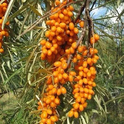 Облепиха НИВЕЛЕНА в Ставрополе