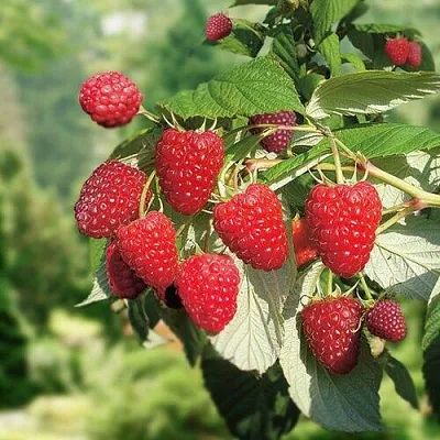 Малина РУБИФОЛ  Малина РУБИФОЛ в Ставрополе