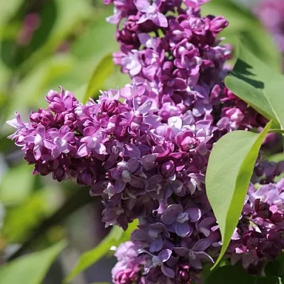 Сирень ИЗОБИЛИЕ в Ставрополе