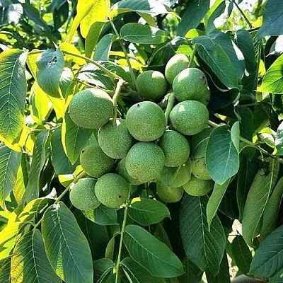 Грецкий орех  ИЗЯЩНЫЙ  Грецкий орех  ИЗЯЩНЫЙ в Ставрополе