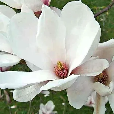 Магнолия АЛЬБА СУПЕРБА  Магнолия АЛЬБА СУПЕРБА в Ставрополе
