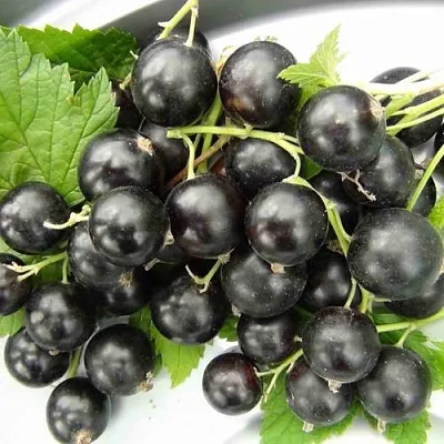 Смородина черная ТИТАНИЯ  Смородина черная ТИТАНИЯ в Ставрополе