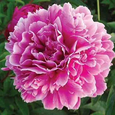 Пион ПУРПУРНАЯ ФЕЕРИЯ травянистый  Пион ПУРПУРНАЯ ФЕЕРИЯ травянистый в Ставрополе