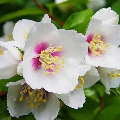 Жасмин БЕЛЬ ЭТУАЛЬ  Жасмин БЕЛЬ ЭТУАЛЬ в Ставрополе