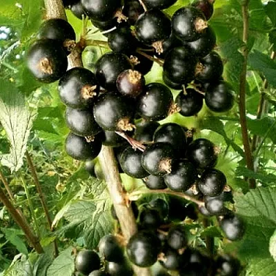 Смородина черная БЕН ТИРЕН  Смородина черная БЕН ТИРЕН в Ставрополе