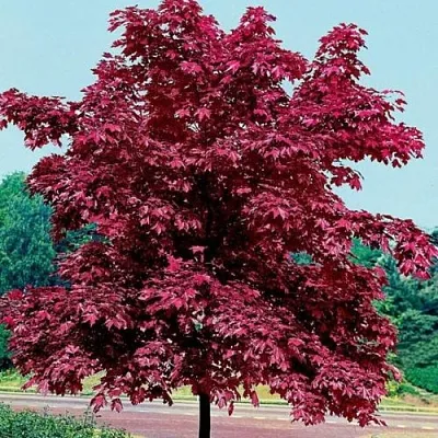 Клен КРИМСОН КИНГ остролистный  Клен КРИМСОН КИНГ остролистный в Ставрополе