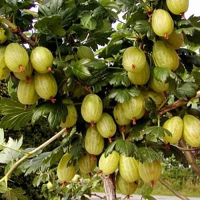 Крыжовник ИНВИКТА в Ставрополе