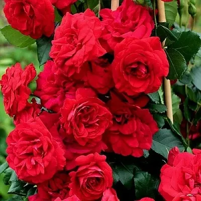 Саженцы роз АМАДЕУС плетистая  Саженцы роз АМАДЕУС плетистая в Ставрополе