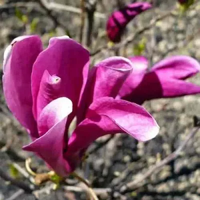 Магнолия СЬЮЗАН  Магнолия СЬЮЗАН в Ставрополе