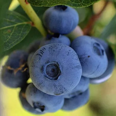 Средние сорта  Средние сорта в Ставрополе